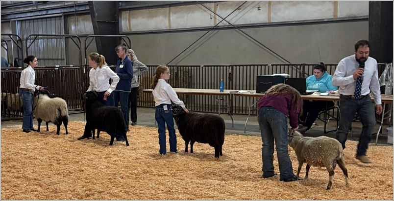  Judge Eric Wellman, of Colorado, judges the Shetland sheep ram class. Photo: Linda Bolewicz.